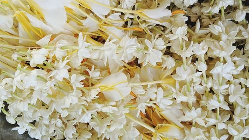 Full frame shot of white flowering plants