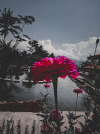 Close-up of pink flowering plant against sky