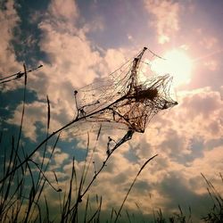 Low angle view of grass against sky