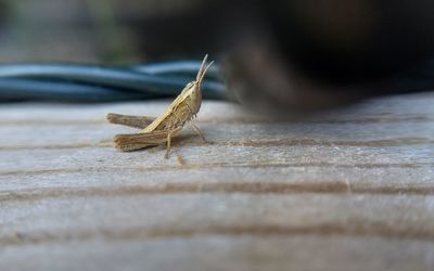 Close-up of grasshopper