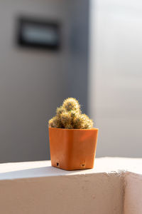 Close-up of potted plant on window sill