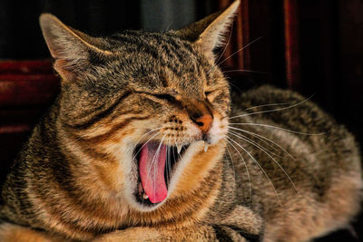 Close-up of cat yawning