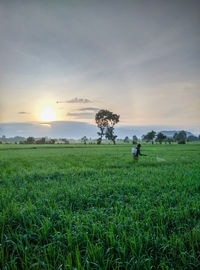 Scenic view of agricultural field against sky during sunset