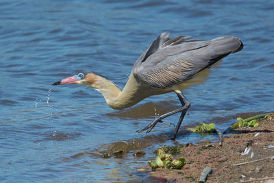 Bird flying over lake