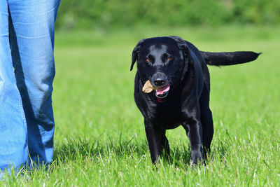 Action shot of a young black labrador standing next to it's owner with a stone in it's mouth