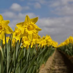 Close-up of yellow flowering plant on field against sky