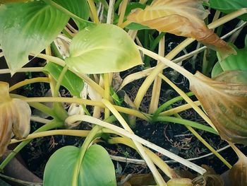 Close-up of plant