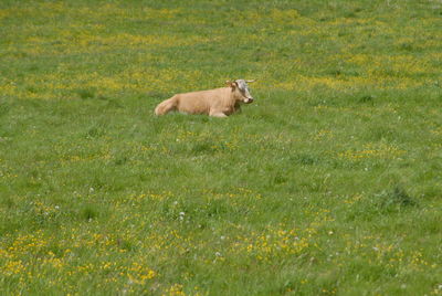 Sheep on field