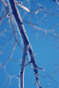 Close-up of frozen plant against sky