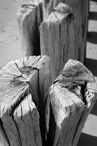 Close-up of tree stump