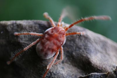 Close-up of insect