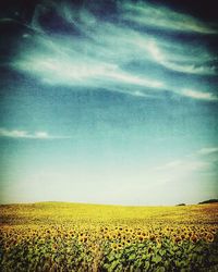 Scenic view of field against sky