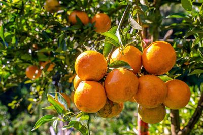 Close-up of fruits growing on tree