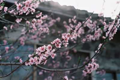 Close-up of pink cherry blossom