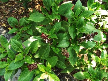 Close-up of fresh green plants