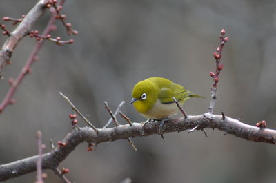 Bush warbler perching on branch