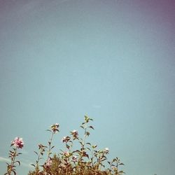 Low angle view of flowers against clear sky