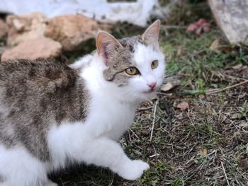 Portrait of cat on field