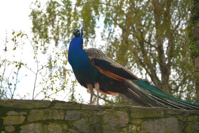 Low angle view of peacock perching on tree against sky