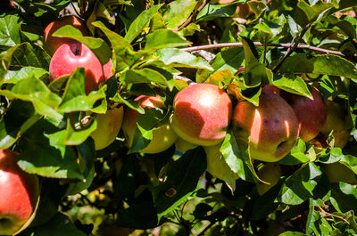 Close-up of apple growing on tree