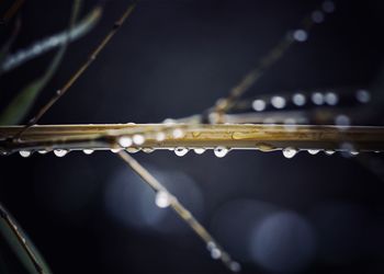 Close-up of water drops on plant during rainy season