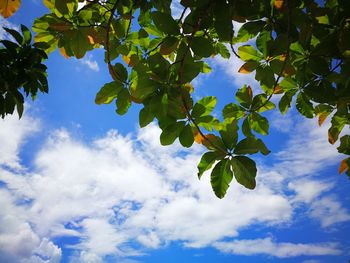 Low angle view of tree against sky