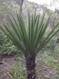 Plants growing on tree trunk