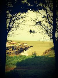 Bare trees on landscape