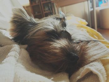 Close-up of dog sleeping on bed at home