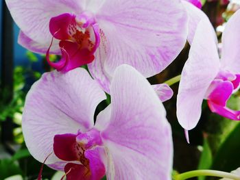 Close-up of pink flowers in garden