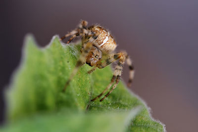 Close-up of spider