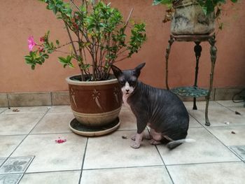 Cat sitting on potted plant