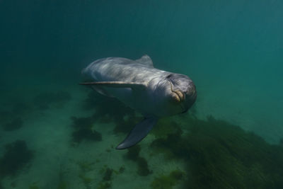 Undersea portrait of dolphin looking straight at camera