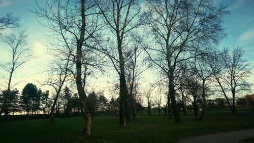 Trees on field against sky