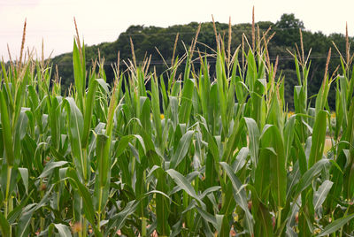 Close-up of crops growing on field against sky