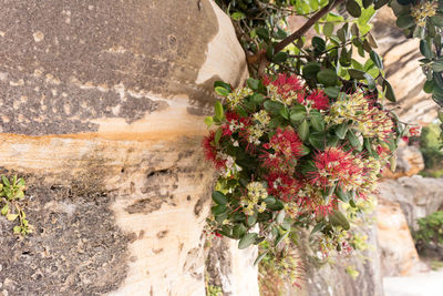 Close-up of flowering plants against wall