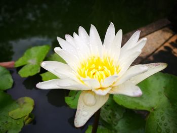 Close-up of water lily in pond