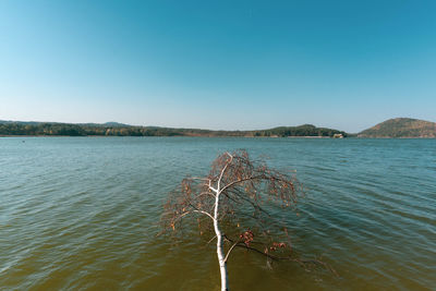 Scenic view of sea against clear blue sky