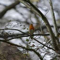 Close-up of bird perching on tree