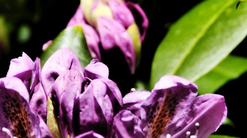 Close-up of pink flowers