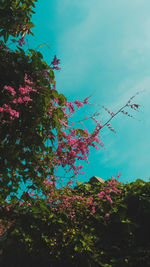 Low angle view of flowering plant against blue sky