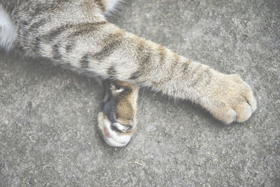 Tabby hands. flat lay.