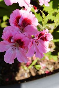 Close-up of pink flowers