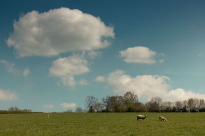 Sheep in a meadow in the countryside in the brionnais in burgundy in spring