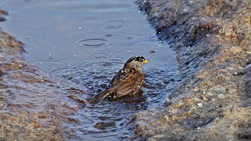 Close-up of duck swimming in lake