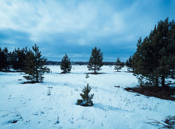 Trees on snow covered field against sky