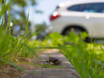 Close-up of insect