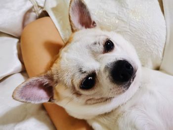 Close-up portrait of a dog