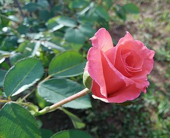 Close-up of pink rose