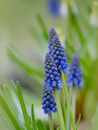 Close-up of purple flowering plant